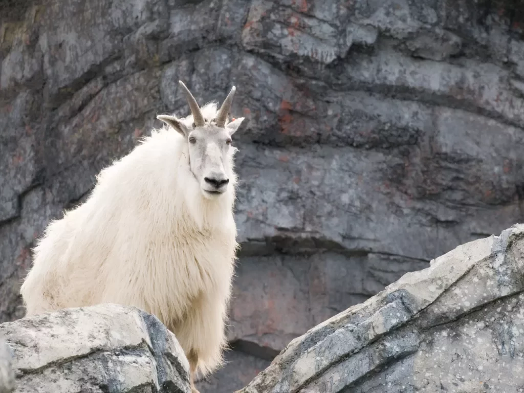 Close-up of Mountain Goat.