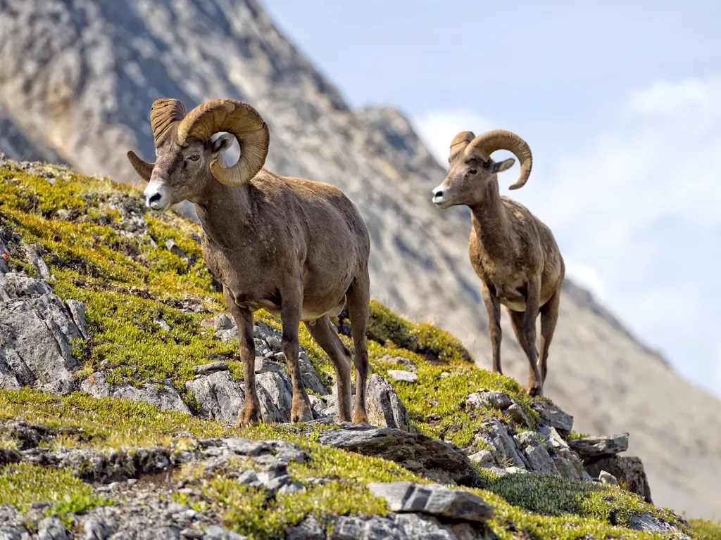 Close-up of two Bighorns, walking on mountainside. 