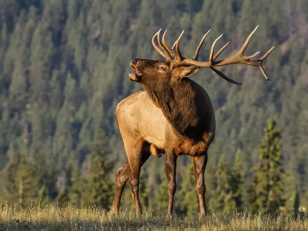 Close-up of Bull Elk.
