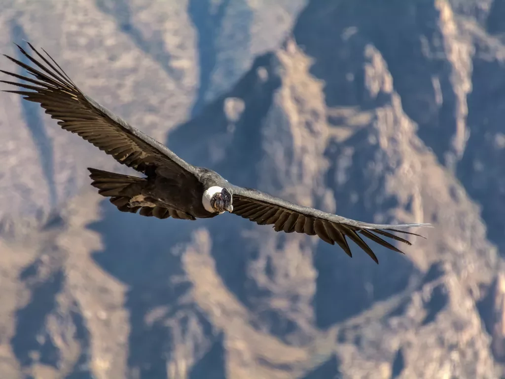 Shot of a Soaring Andean Condor.
