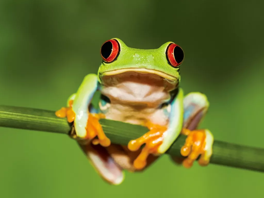 Frog Costa Rica