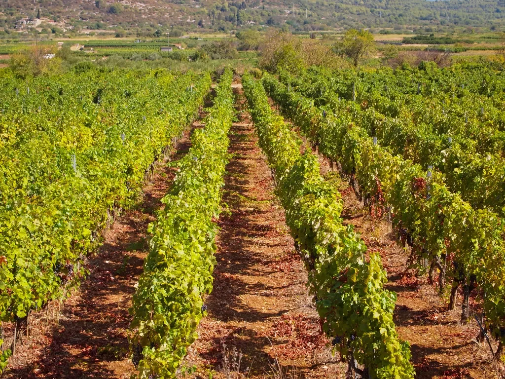 Shot of Mediterranean grapevines. 