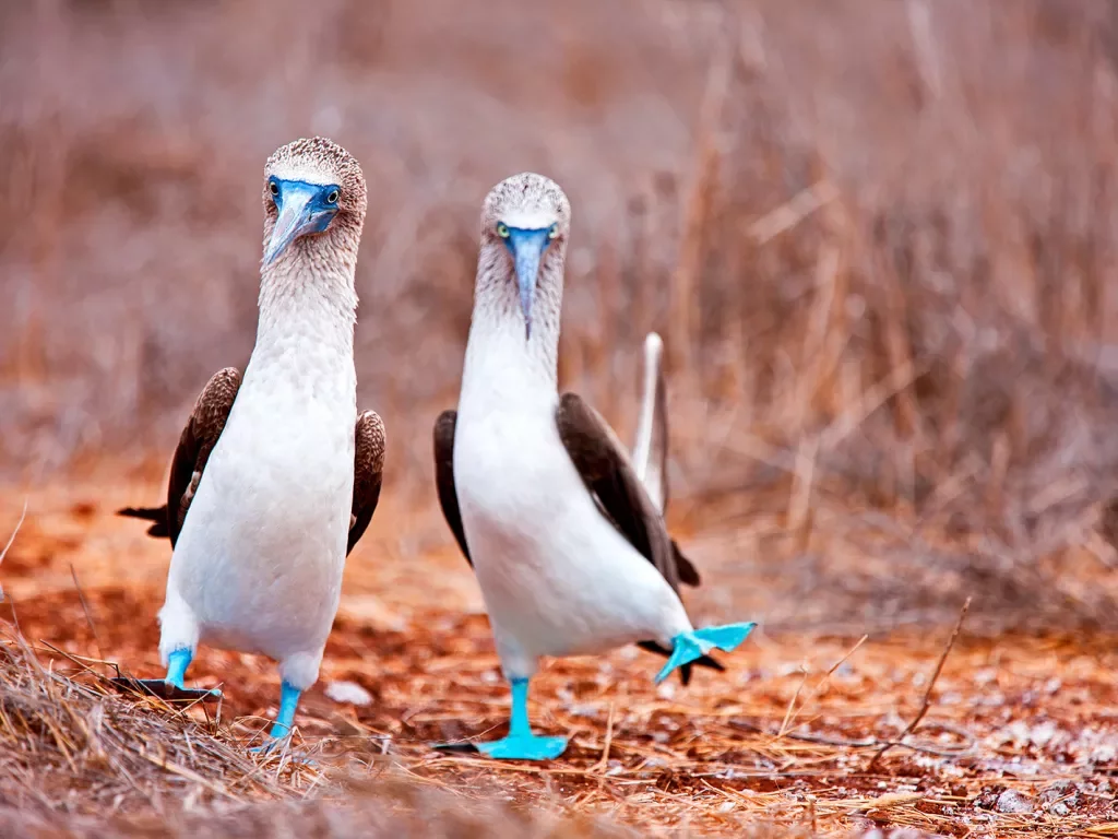 Two Blue Boobie Birds 