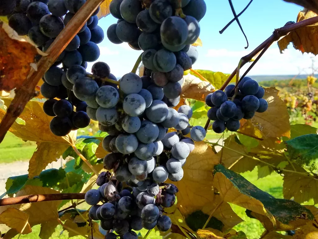 Shot of red wine grapes.