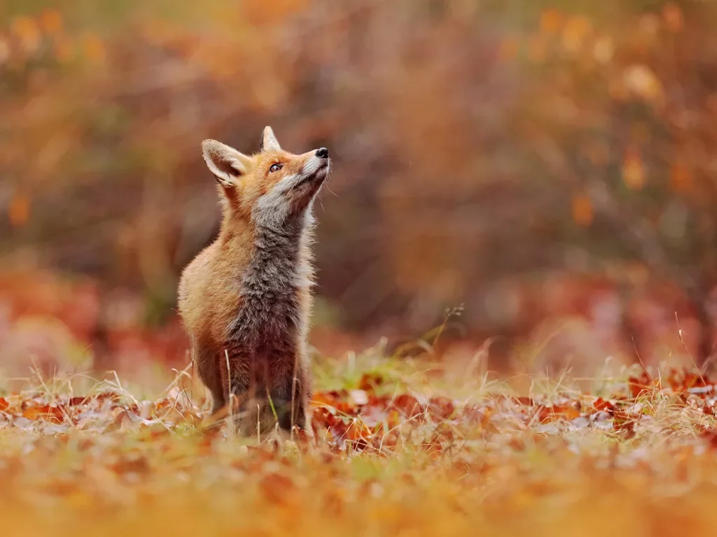 Fox among autumnal meadow.