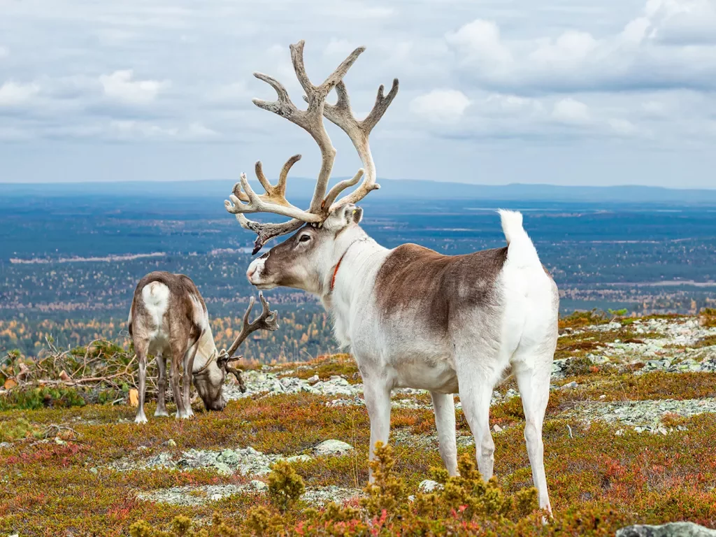 Shot of two Tundra Reindeer.