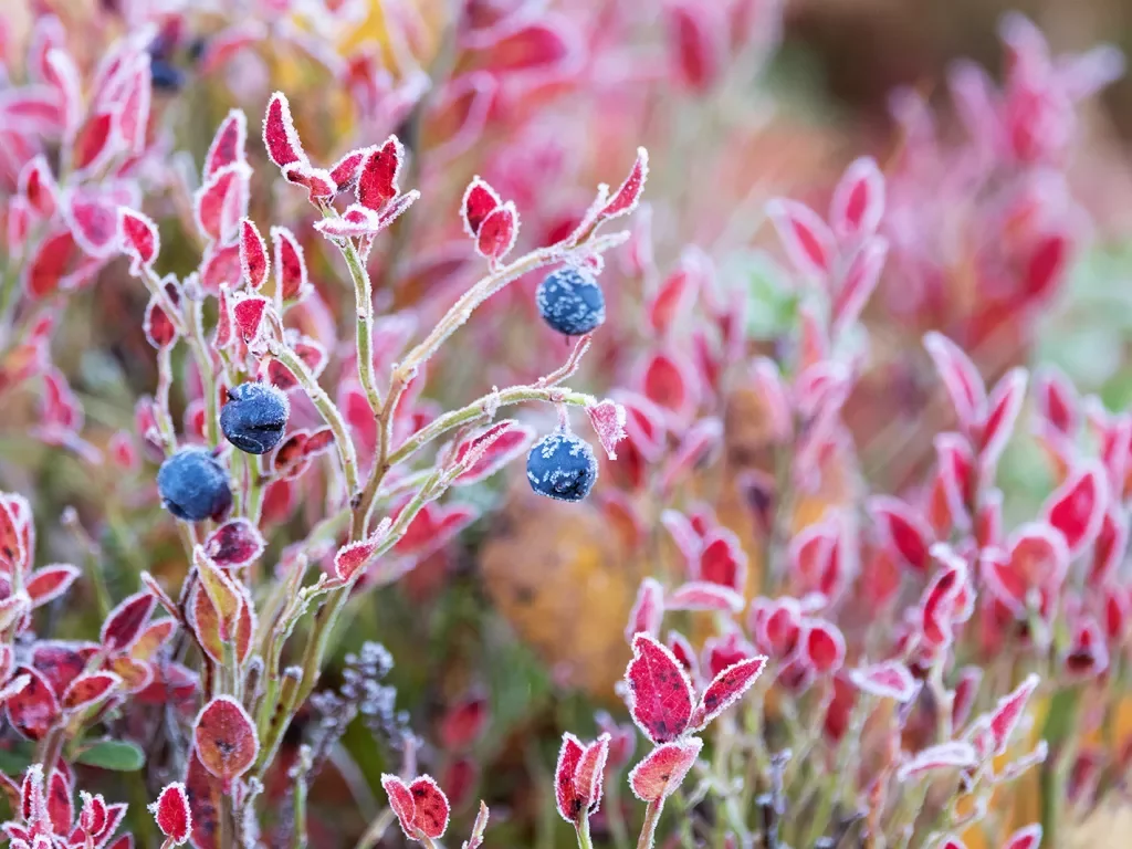 Close-up of frozen berry bush.
