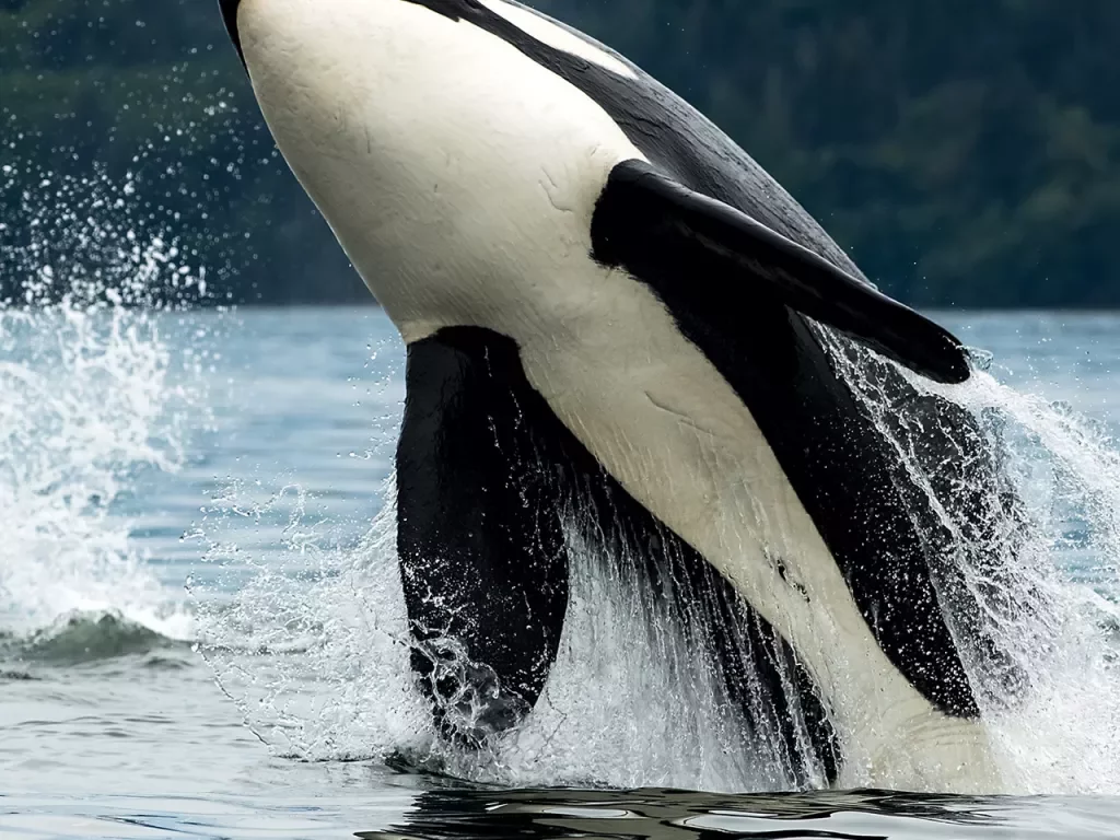 A bigg's orca whale jumping out of the sea in Cowichan Bay, Vancouver Island, BC Canada