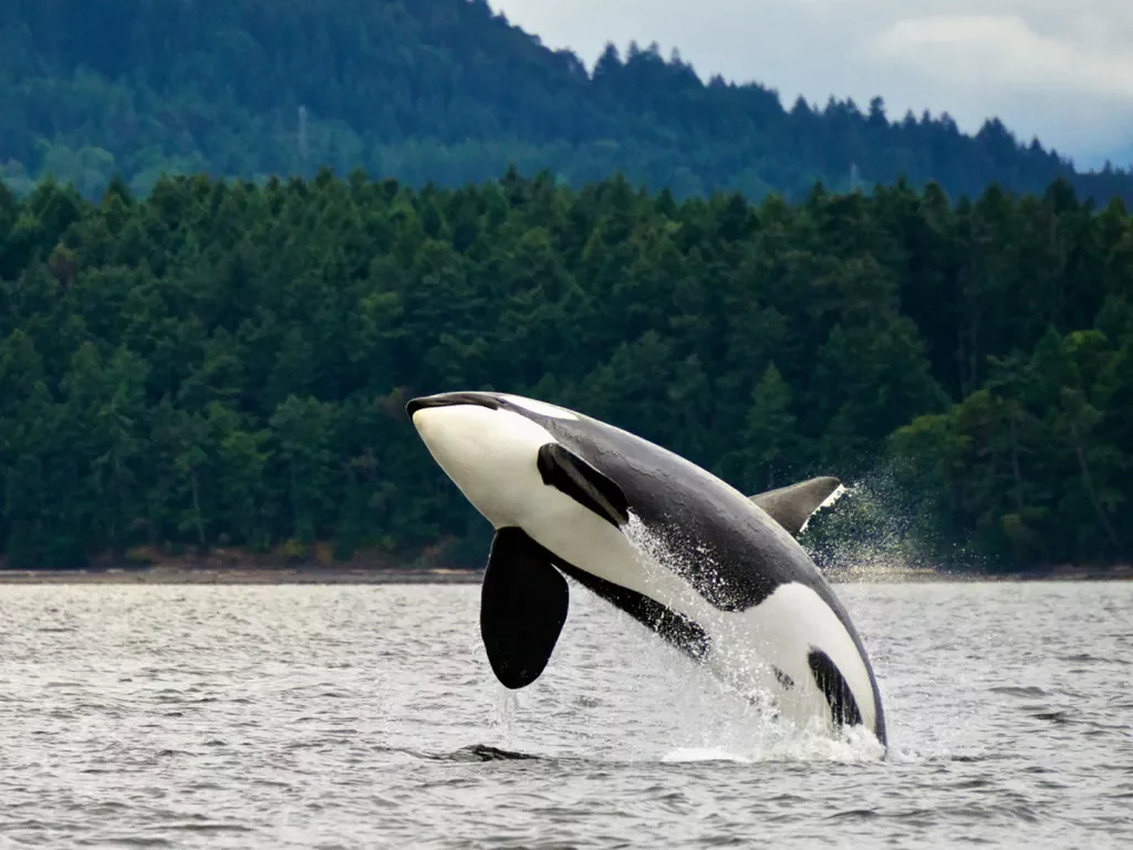 Shot of a breaching Orca, lush forest in background.