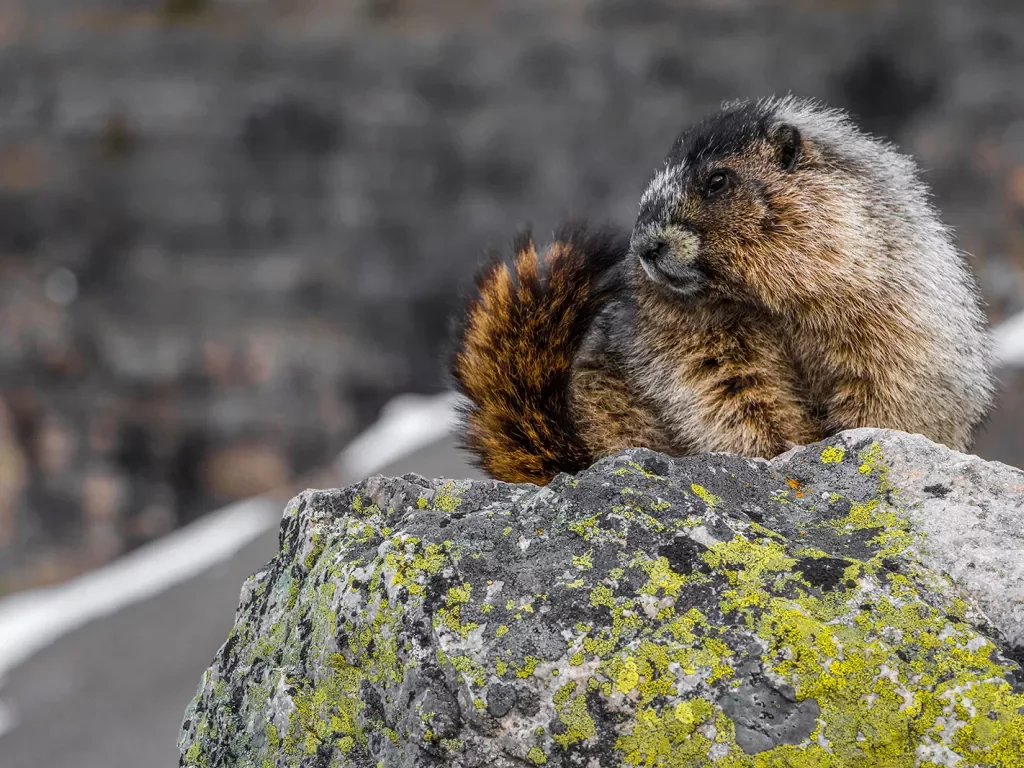 Close-up shot of Yellow-bellied Marmot