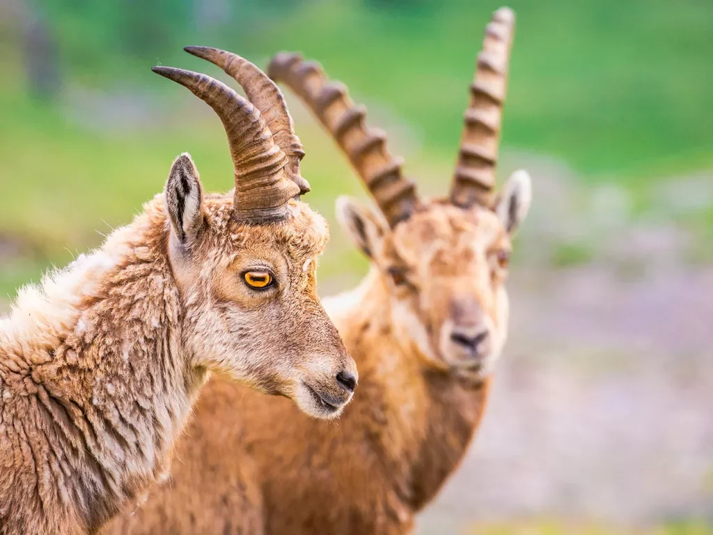 Close-up of two Alpine Ibex.