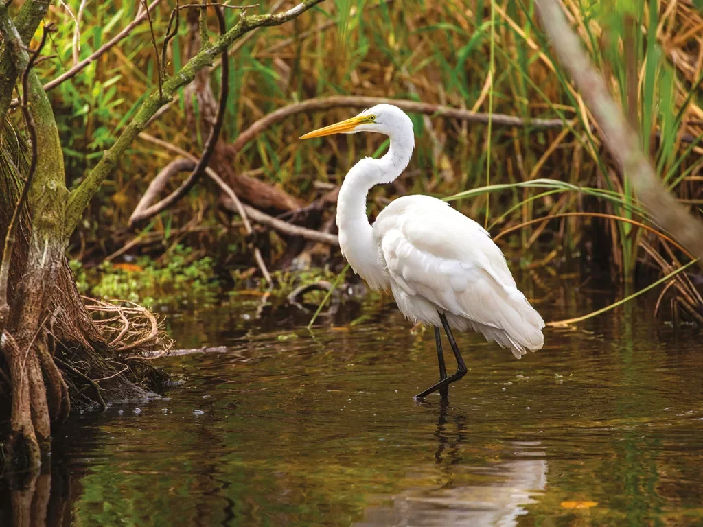 Shot of an Great Egret in a swamp.