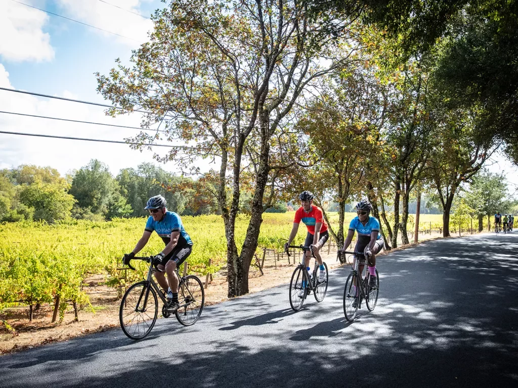 Group of guests riding on a shady road, vineyard to their right.