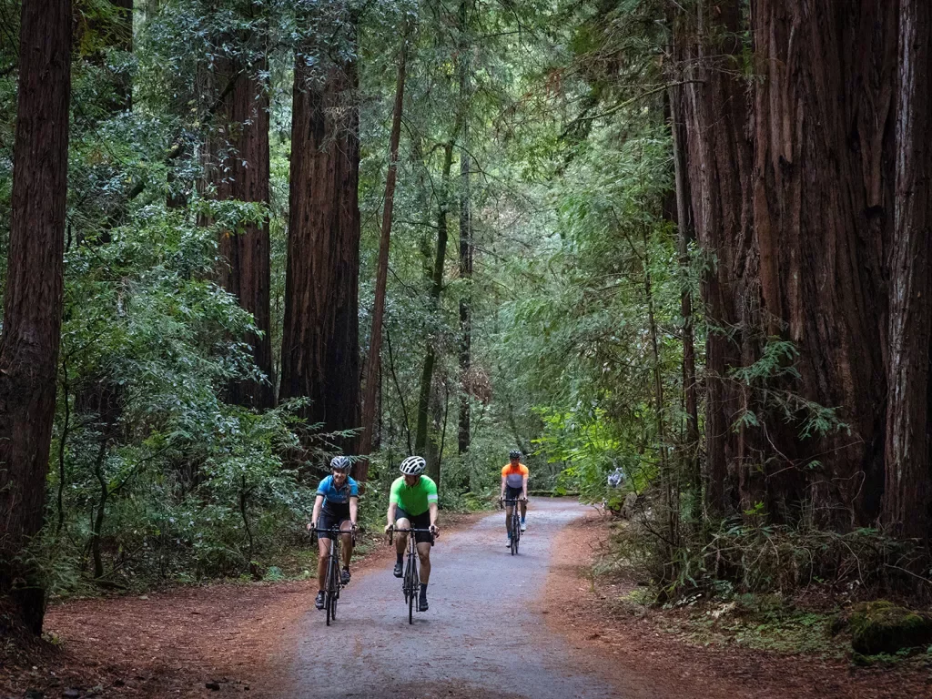 Three guests cycling through a redwood forest.