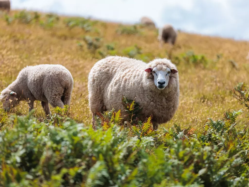 Two Sheep Hillside England