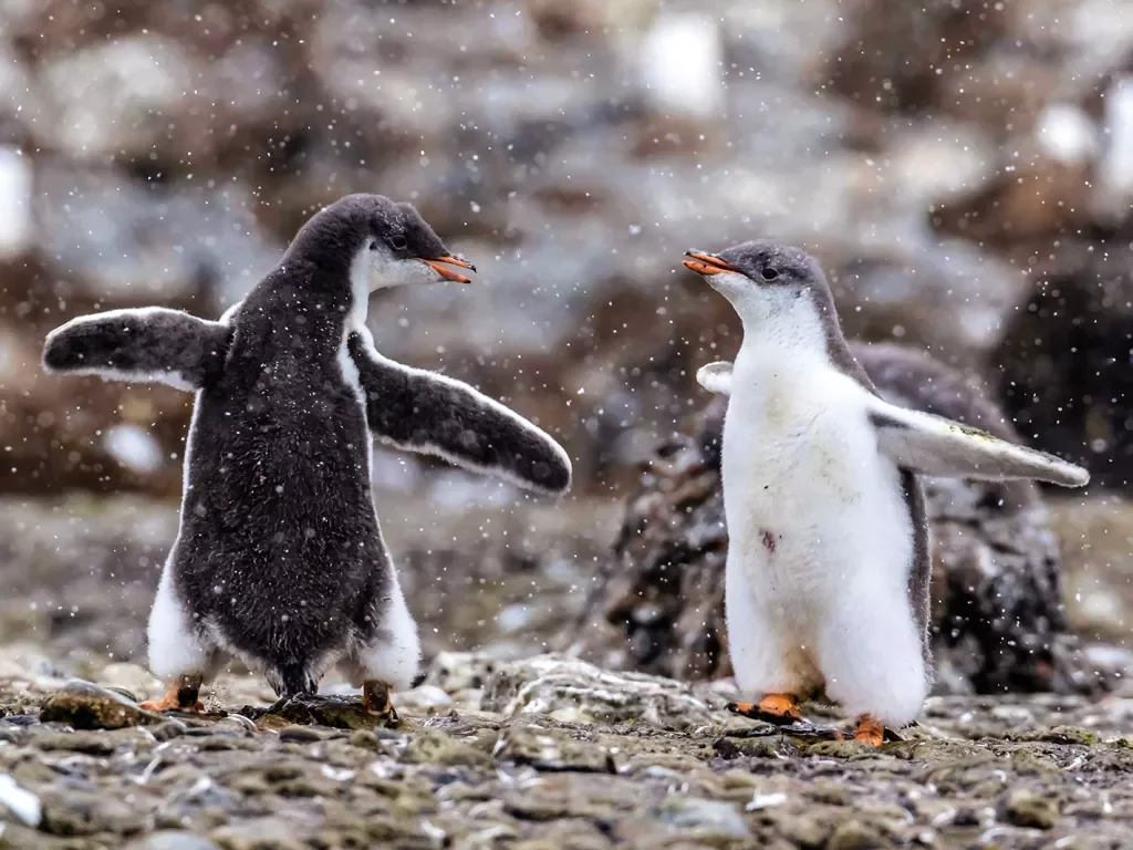 Two penguins on a rocky beach in Antarctica
