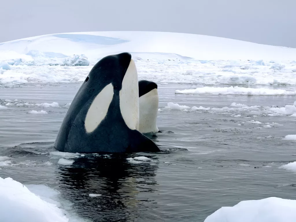 Orcas sighting in Antarctica