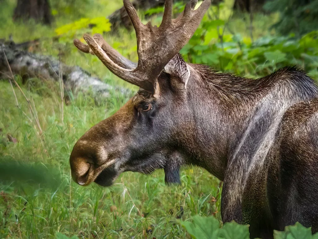 Closeup of wild moose and forest landscape.
