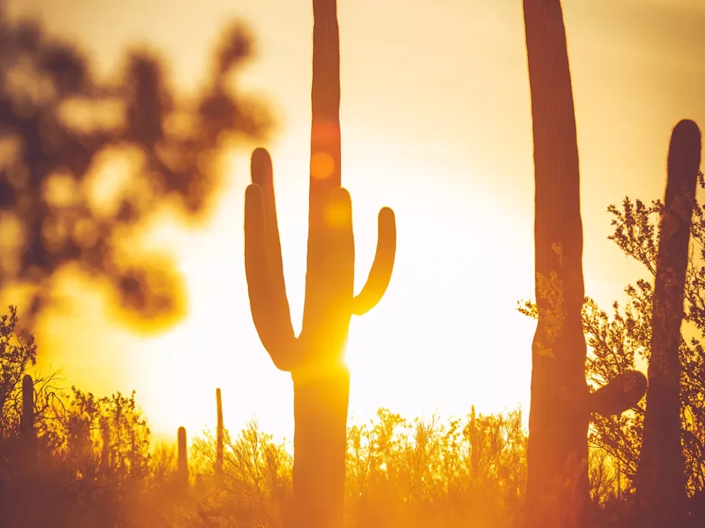 Cacti portrait at sunset