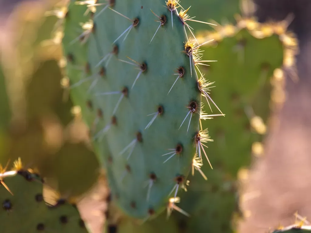 Close-up shot of cactus spikes