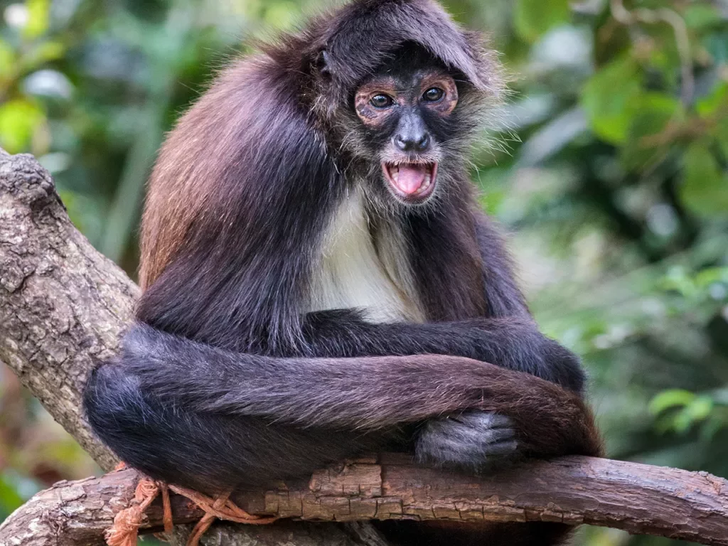 Monkey Belize
