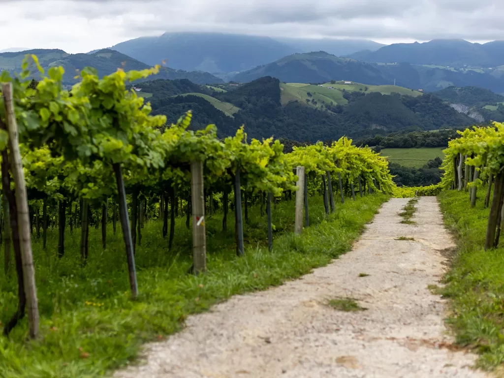 Trail leading through vineyard, overcast skies, large hills in distance.