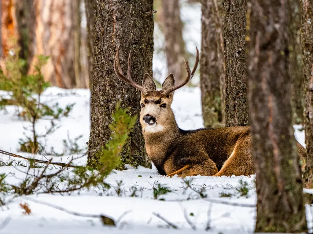 Deer Snow Canada