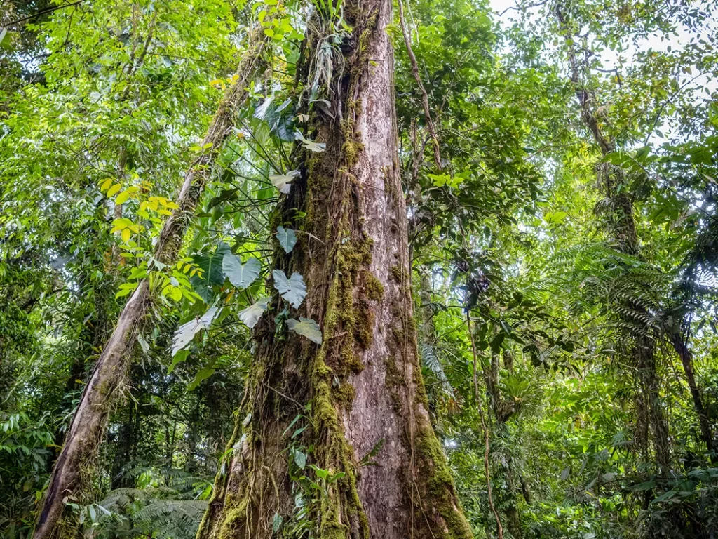 Tall Tree Belize