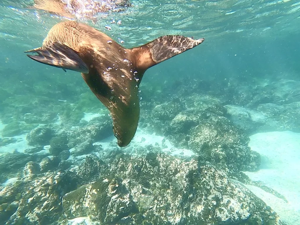 Sea Lion Swimming Galapagos