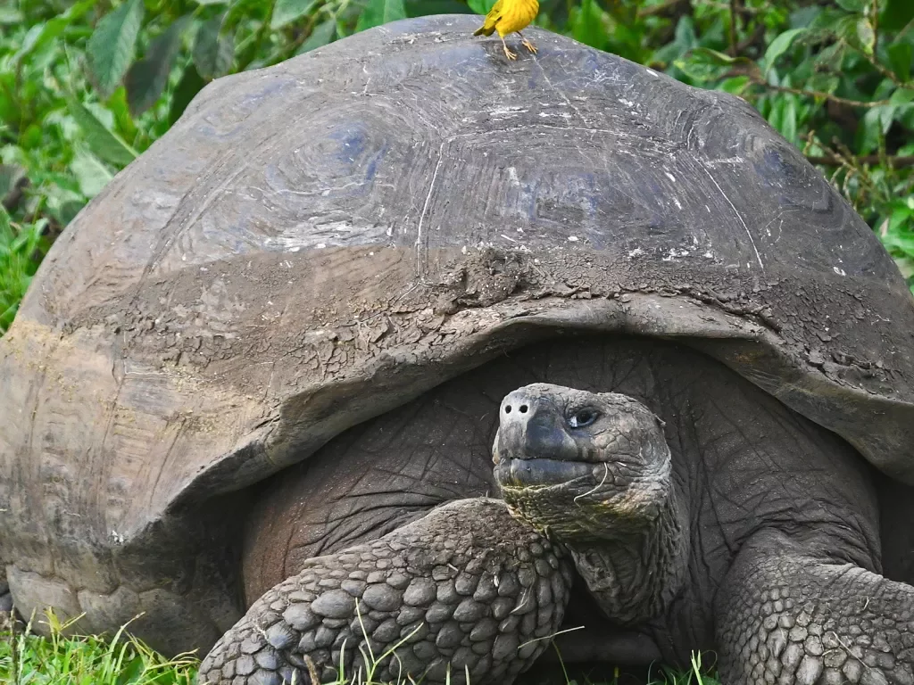 Giant Tortoise Ecuador