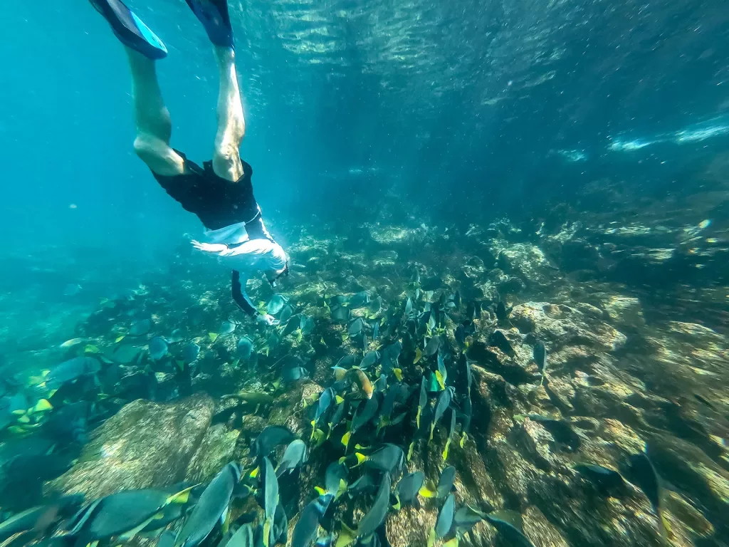Snorkeling to Fish Galapagos