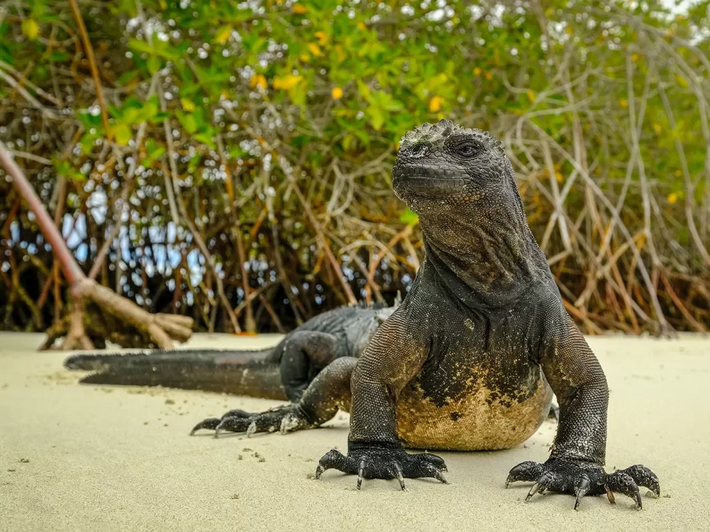 Land Iguana Galapagos 