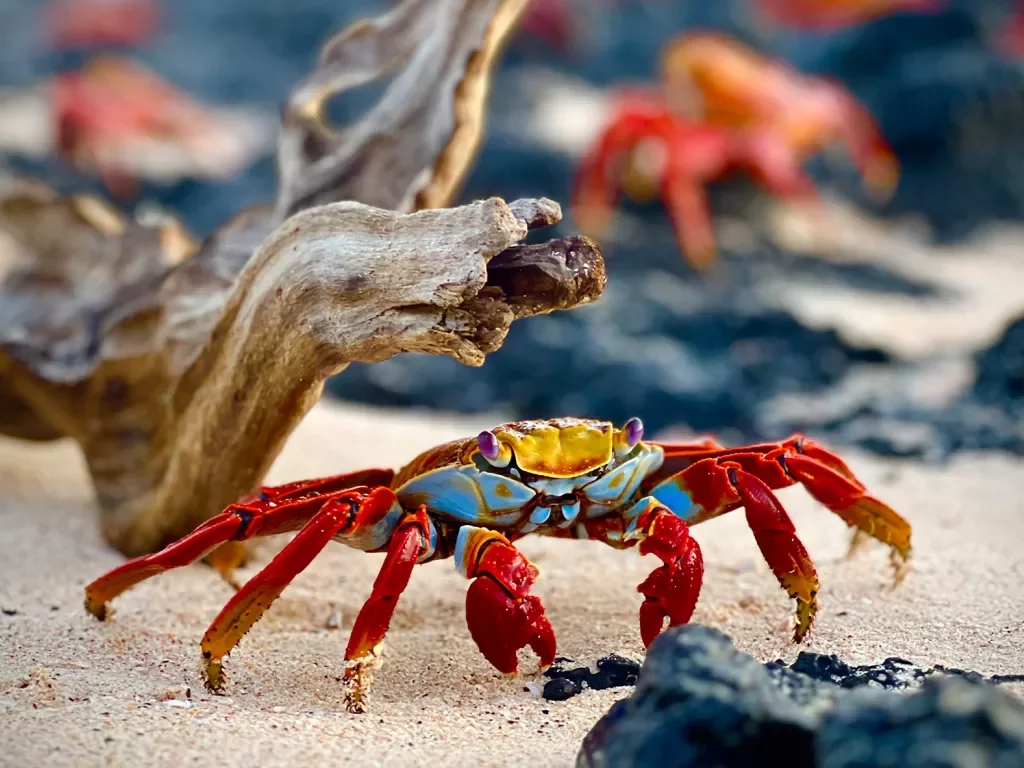 Red Crab Beach Galapagos