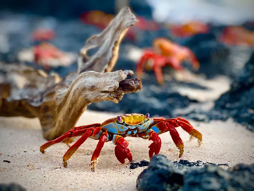 Sally lightfoot crab crawling along a sandy beach