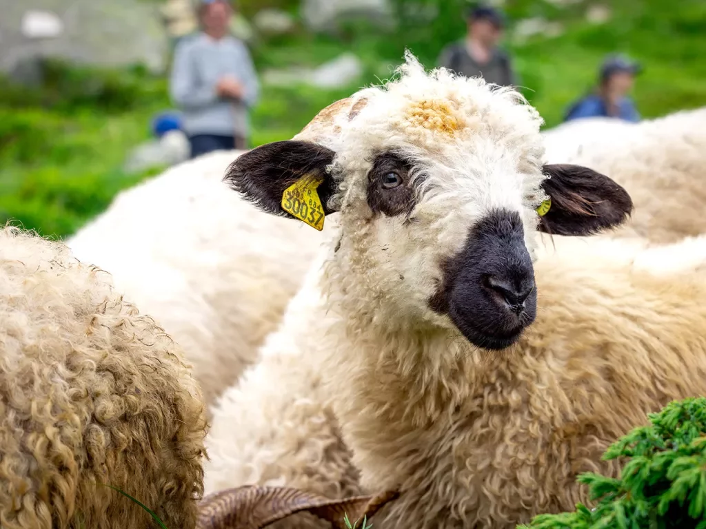Close-up of black nosed sheep.