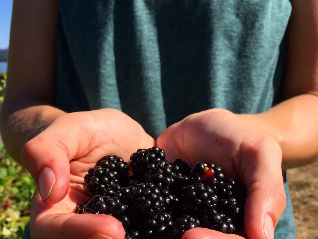 Person wearing Backroads t-shirt has hands cupped to hold blackberries