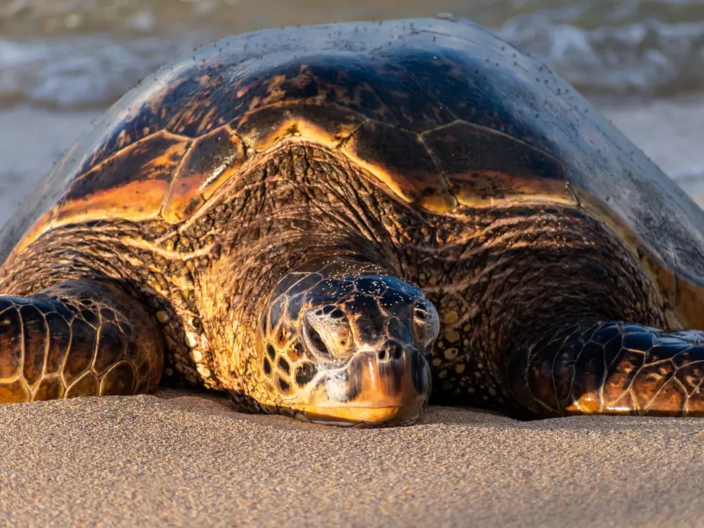 Sea turtle resting on a beach in Hawaii