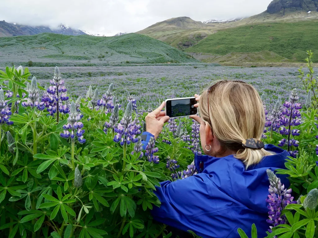 Guest taking landscape picture in field of flowers