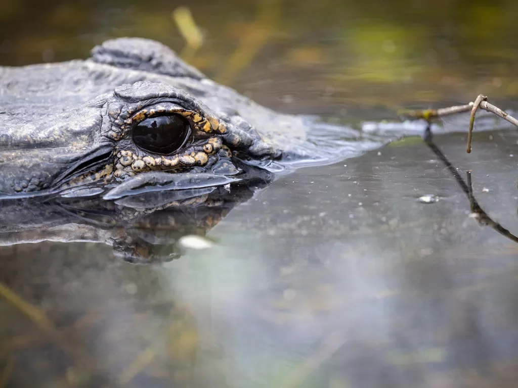 Close-up of alligator with eyes above waterline.