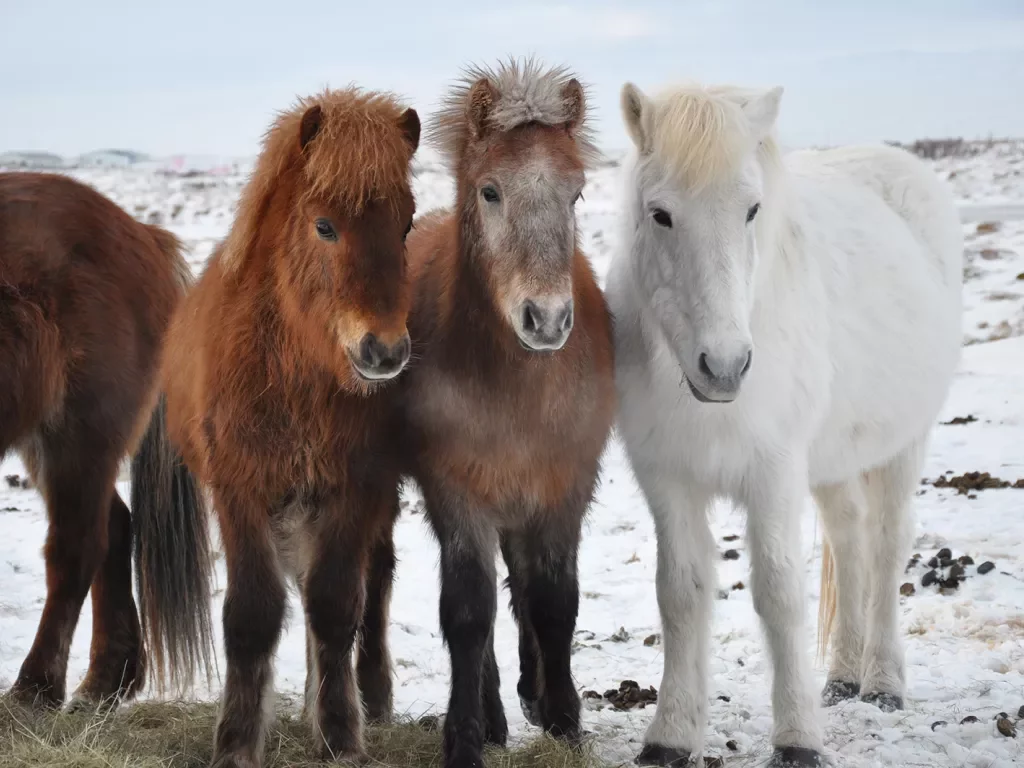Three Icelandic Horses Iceland