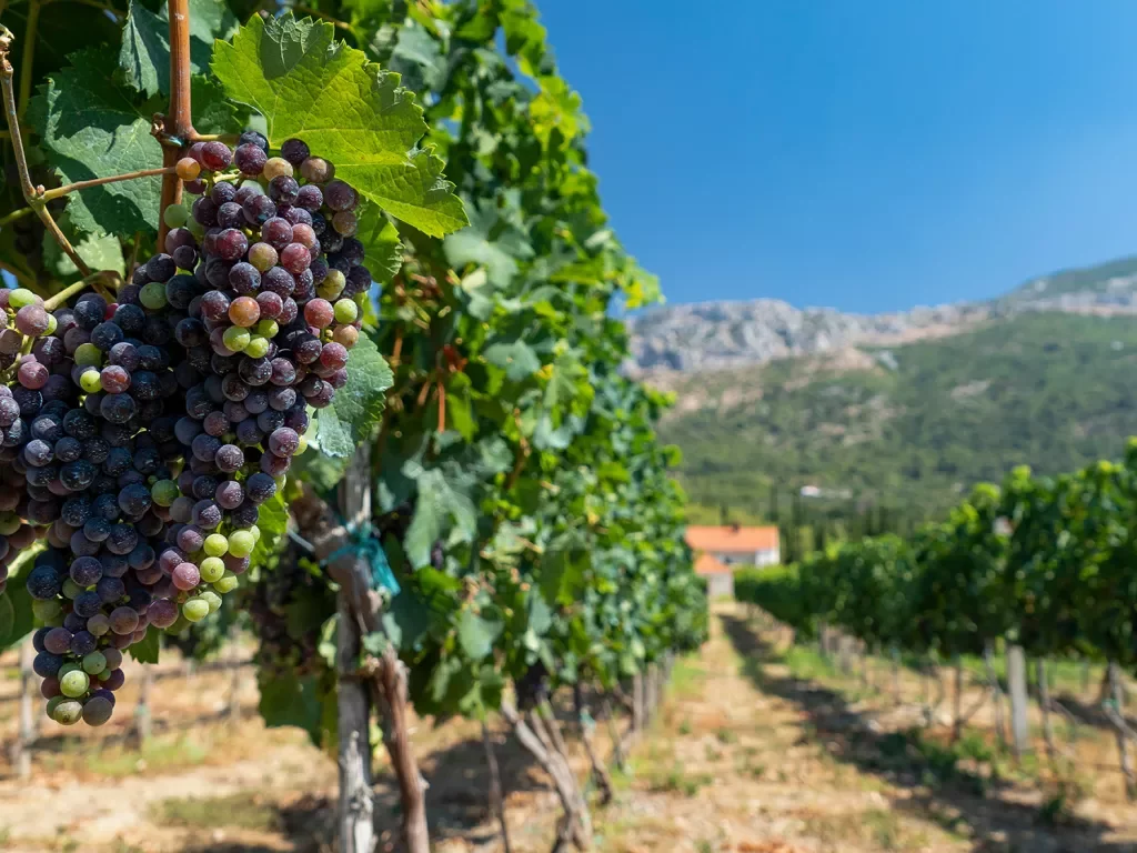 Close-up of red wine grapes, other vines, mountain in distance. 