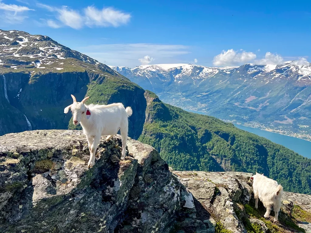 Mountain Goat Fjord