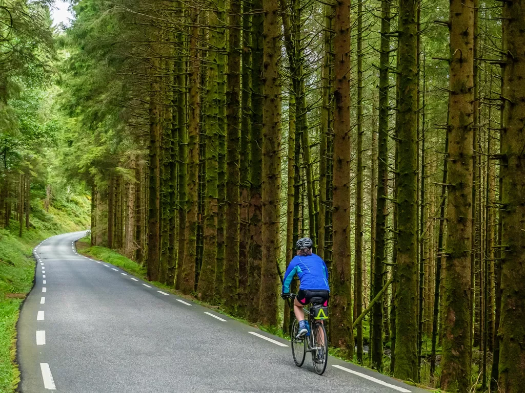 Solo Biking Forest Norway