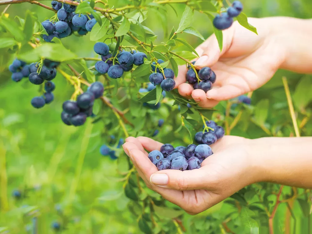 Person holding blueberries on vine.