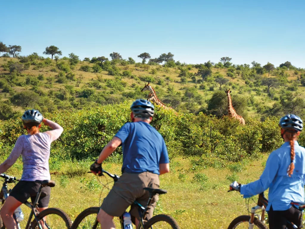Cyclists stopped by side of road to watch giraffes in the distance
