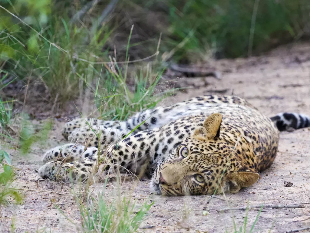Leopard laying on its side, looking at camera