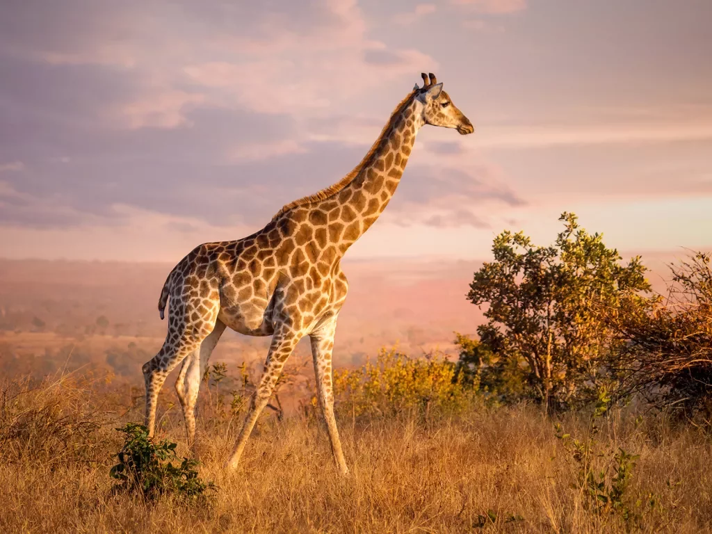 A giraffe in the sunset