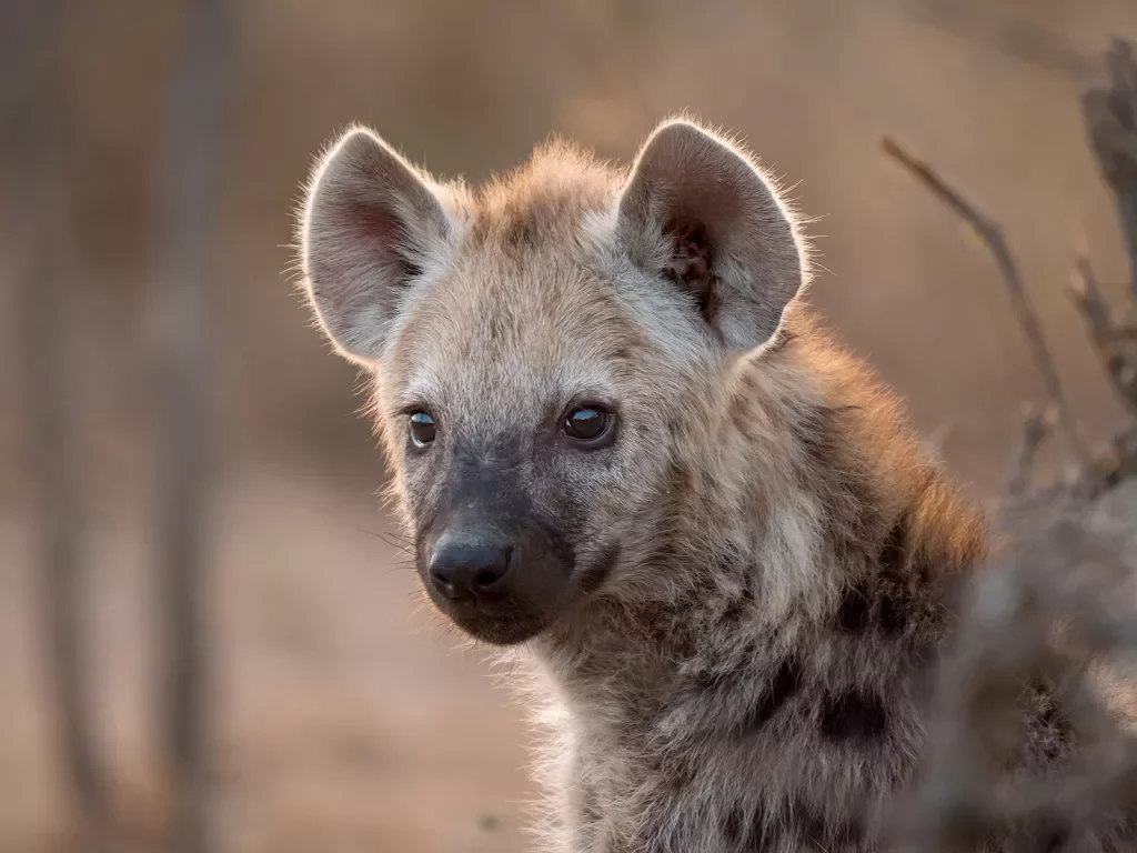 A spotted hyena