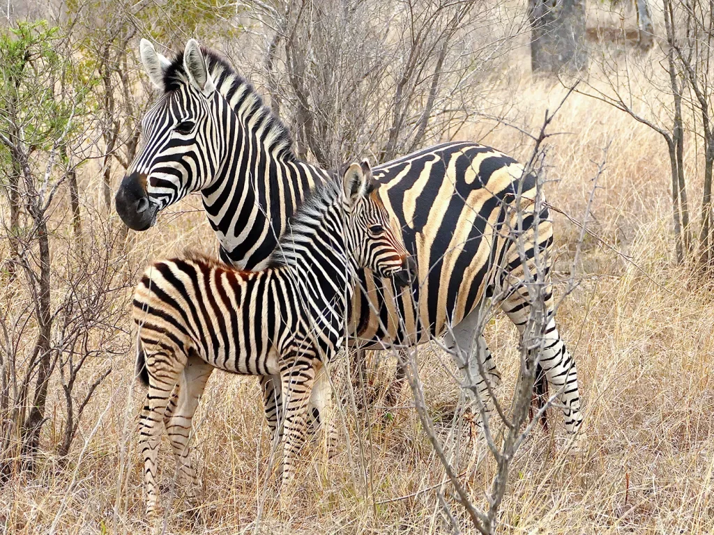 Adult and child zebras