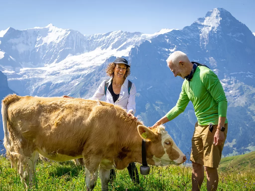 Two guests petting cow, mountain range in background.